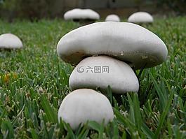 蘑菇,秋,真菌