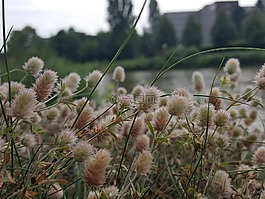 mittelland 运河,通道,兔三叶草