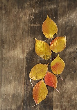 橙色,新西蘭,秋