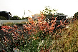 小草,風(fēng)景,小清新
