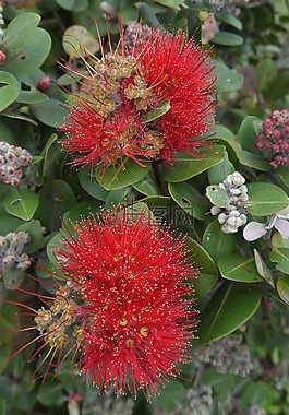 nz,新西蘭,鮮花