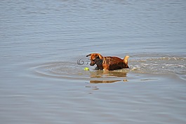 狗,水,海