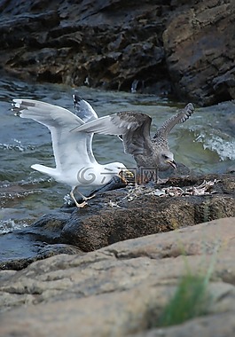 海鷗,鳥,水