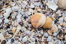 貽貝,殼,海