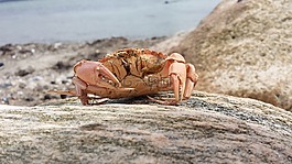 癌癥,海,波羅的海