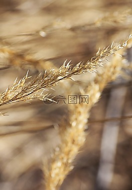 草,場,阿爾卑斯山