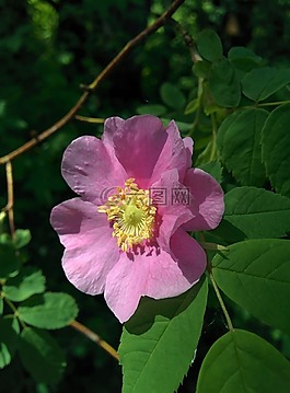 野玫瑰,玫瑰,花