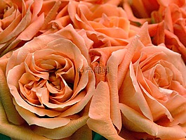 玫瑰,花,花束