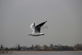 海鷗,白色,飛行
