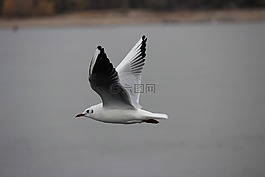 海鷗,白色,飛行
