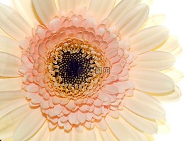 花,盛開,粉紅色