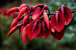 性質(zhì),水果,廠