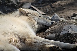 動(dòng)物,動(dòng)物園,狼