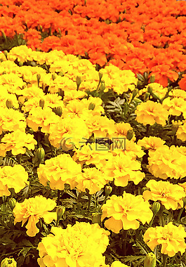花,開花,夏天