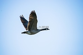 加拿大鵝,在飛行,鵝