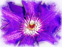 鐵線蓮,紫色,花