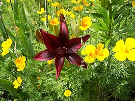 鮮花,性質(zhì),夏季花卉