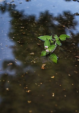 花,野生花卉,水坑里