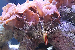 水族館,蝦,動(dòng)物園