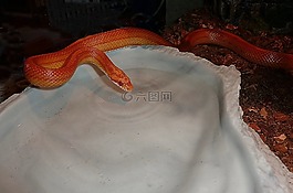 玉米蛇,蛇,terraristik
