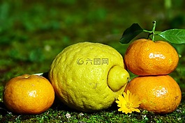 柑橘類水果,檸檬,普通話
