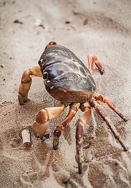 蟹,海上生活,甲殼動物