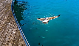 海鷗,鳥,潛水