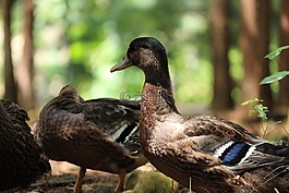 鴨,鳥類,自然