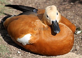 動(dòng)物園,動(dòng)物,鴨