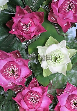 蓮花,水生植物,亞洲