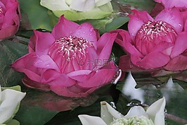 蓮花,花,水生植物