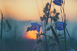 草地,草,日落