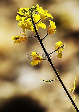 花,黃色,性質(zhì)