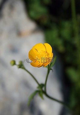 毛茛,黃色,宏