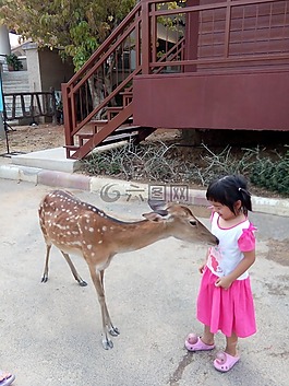 鹿,動物園,動物