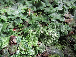 苔,植物,森林