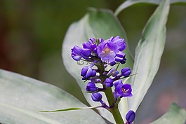 dichorisandra thyrsiflora,鮮花,藍(lán)色