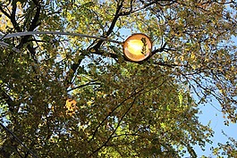 樹木,天空,燈籠