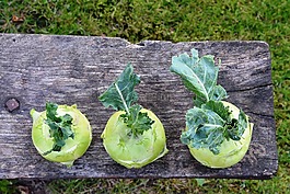大白菜大头菜,kalarepka,绿色