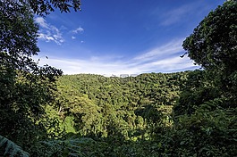 烏干達(dá),叢林,森林