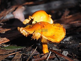 毒菌,蘑菇,橙色