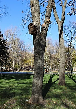 鳥(niǎo)籠,樹(shù),公園