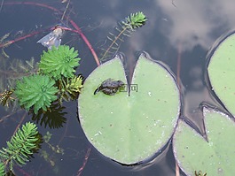 水,年轻的青蛙,水生植物