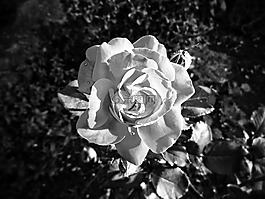 羅莎,黑色和白色,花