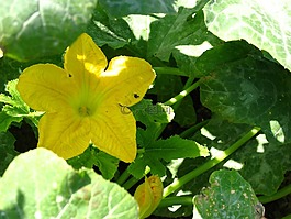 鮮花,蔬菜花園,西葫蘆