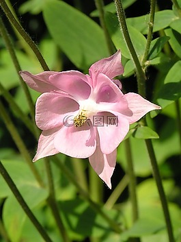 花,廠,性質(zhì)