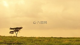 樹,原野,景觀
