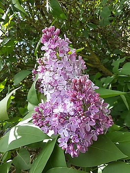 丁香,性質(zhì),花