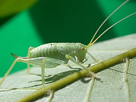 蝗蟲,昆蟲,宏