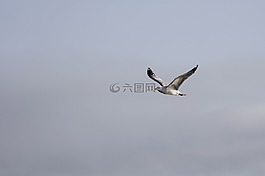 鳥,動物,飛行